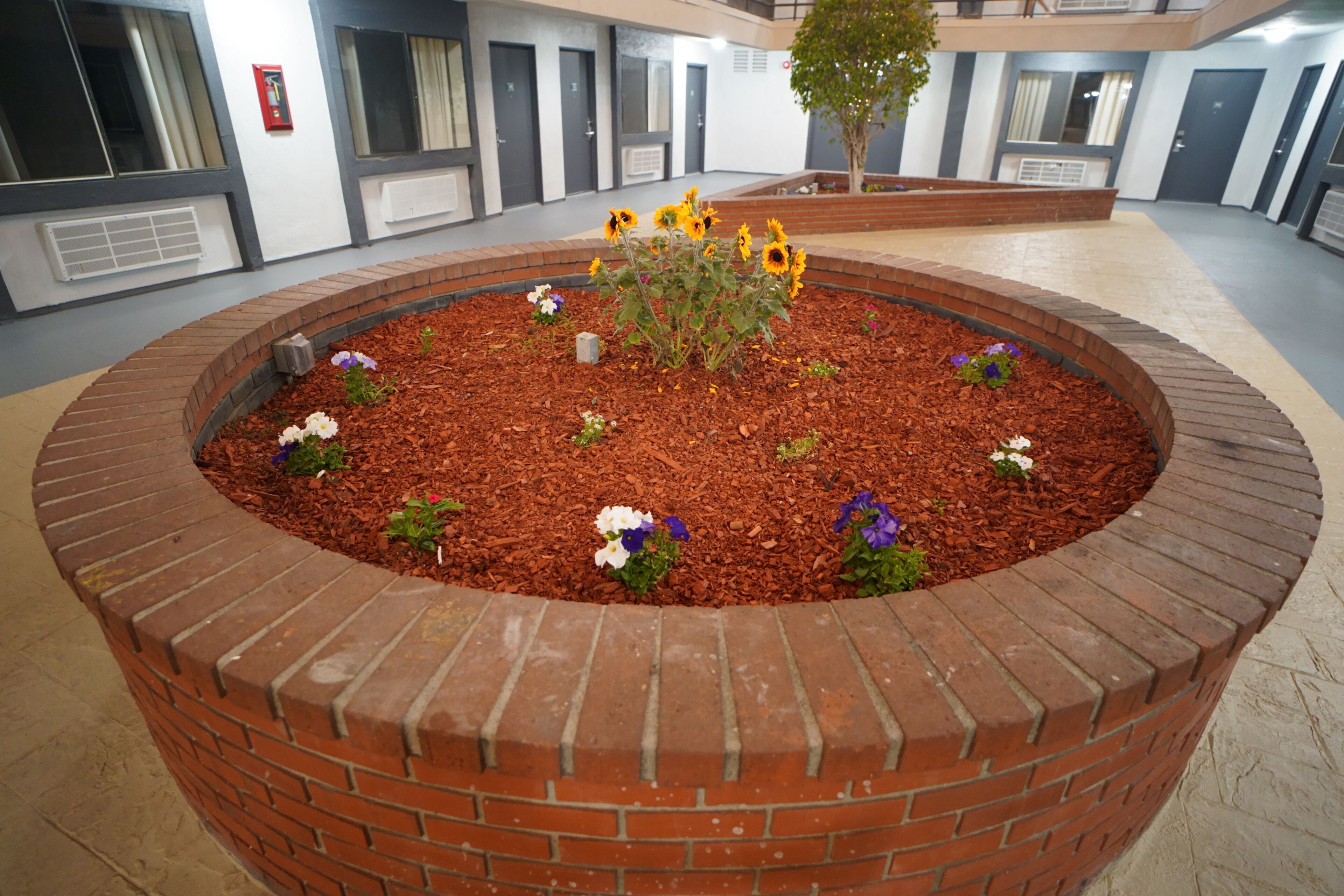 A circular brick planter with sunflowers and flowers, surrounded by a building with multiple doors and windows.