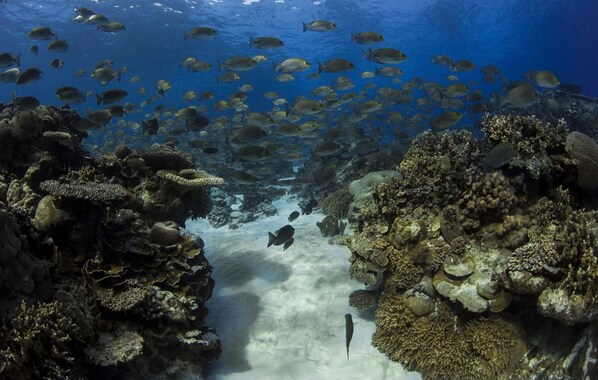 기타