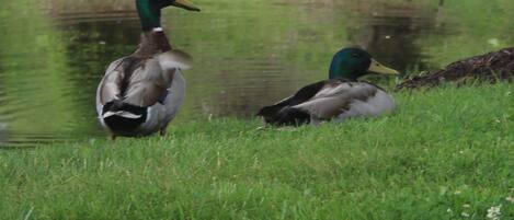 Dos patos en una zona cubierta de hierba cerca de un cuerpo de agua.