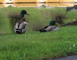Dos patos en una zona cubierta de hierba cerca de un cuerpo de agua.