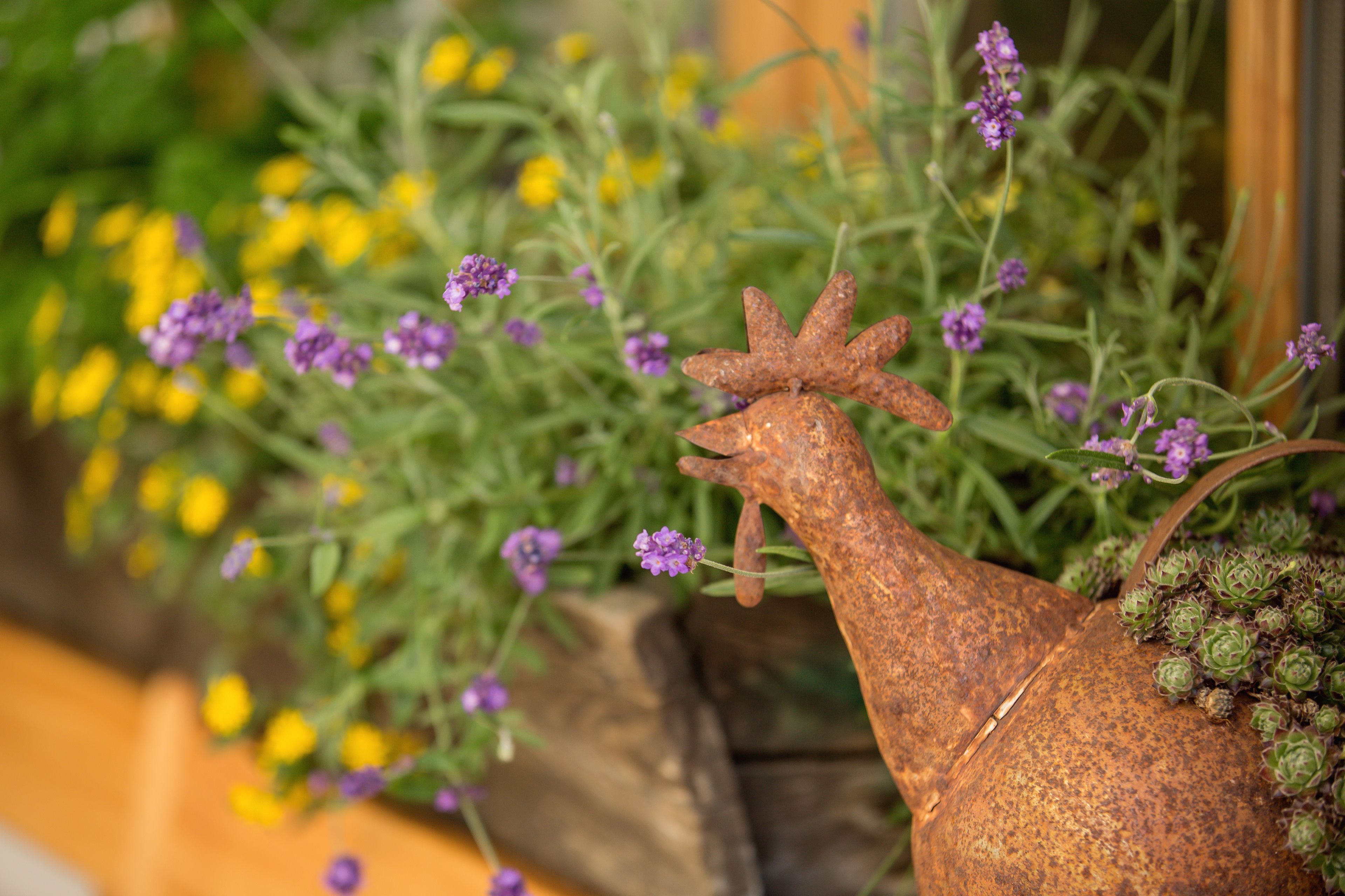 Un pot de fleurs en métal de style rustique, orné d’un coq, de fleurs et de plantes succulentes.
