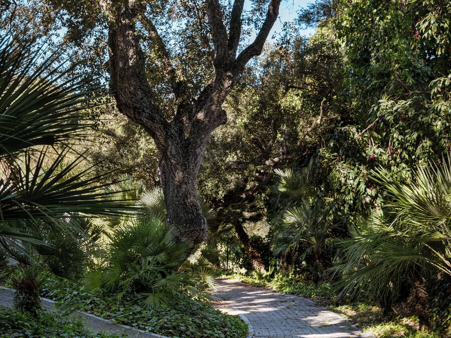 Un sendero pavimentado rodeado de abundante vegetación y un árbol grande.