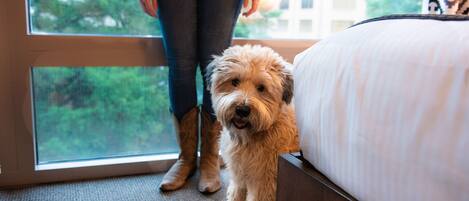 A dog sitting on a bed with a window view of a building and greenery.