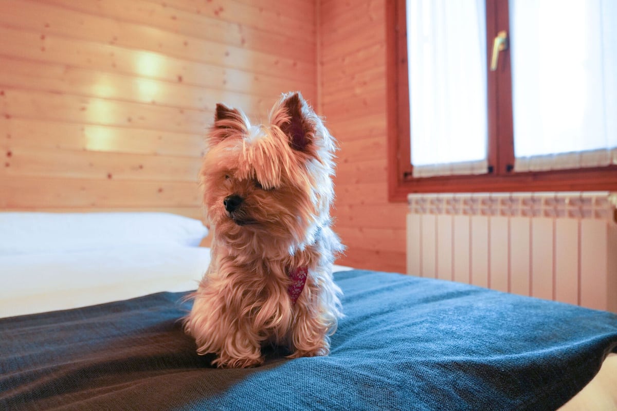 Un petit chien est assis sur un lit dans une pièce aux murs en bois et dotée d’une fenêtre.