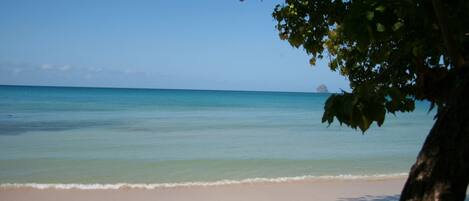A beach with clear water, a sandy shore, and a tree in the foreground.