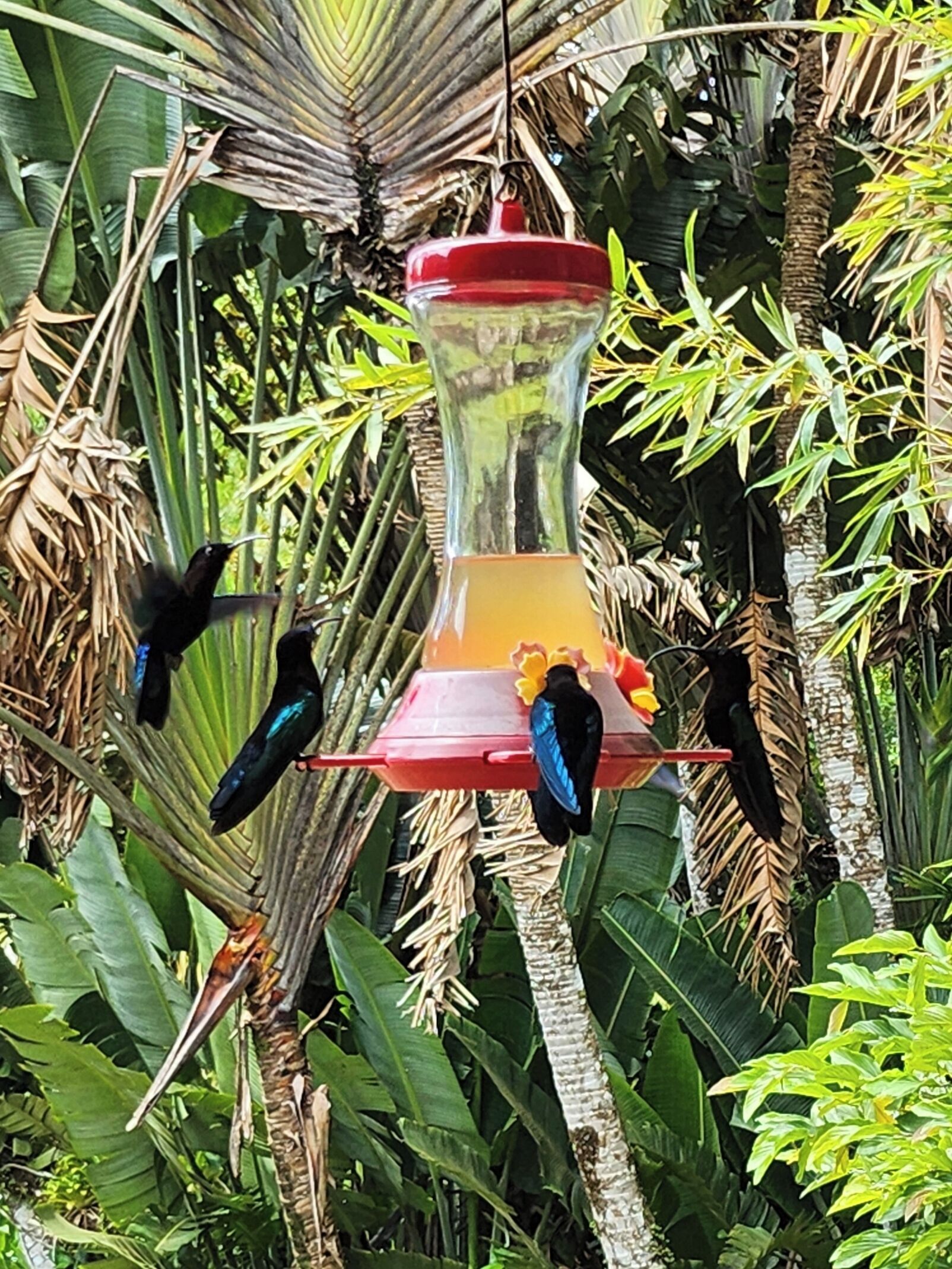 Une mangeoire à oiseaux où quatre oiseaux se nourrissent, entourée d’un feuillage verdoyant et luxuriant.