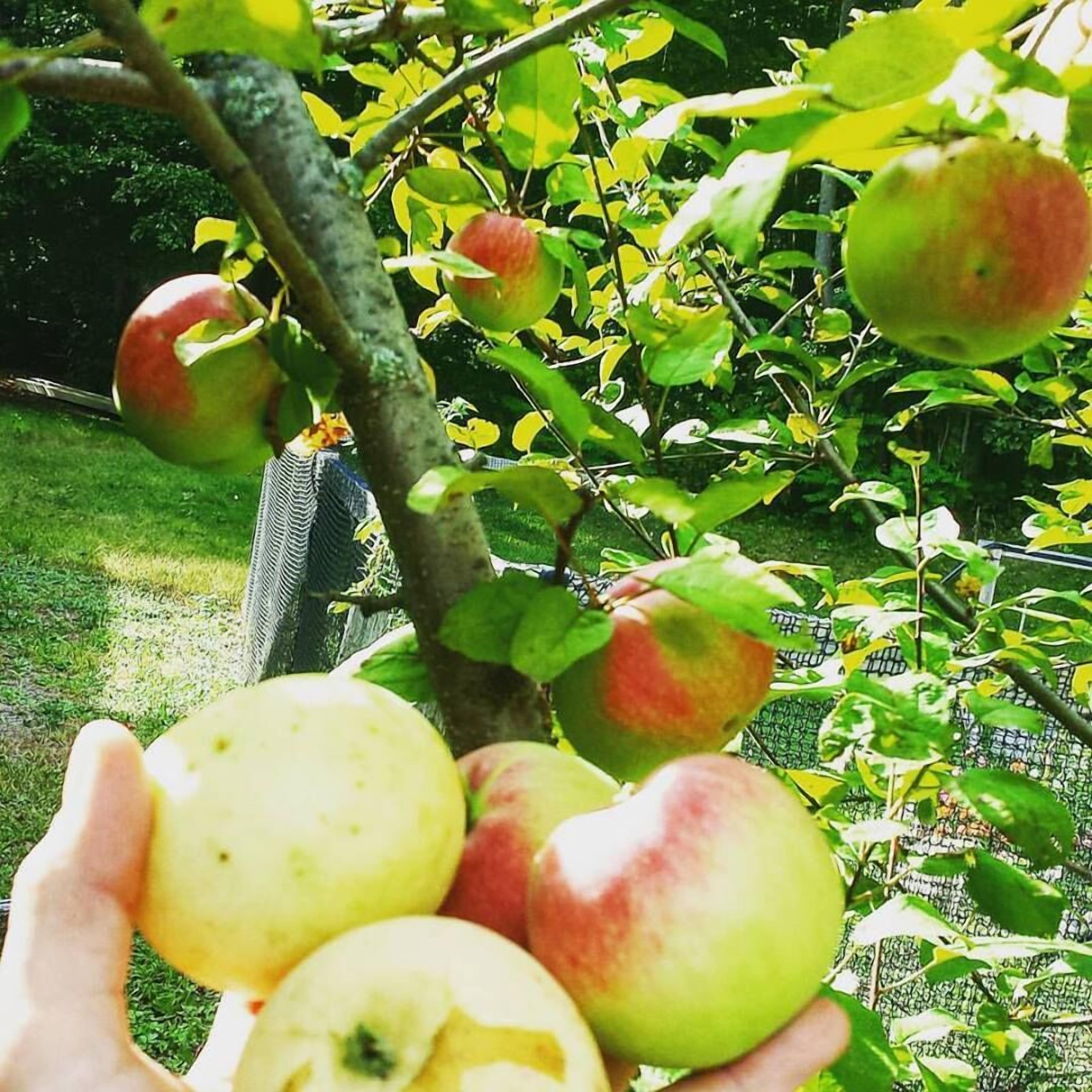 Una mano sosteniendo varias manzanas de un árbol.