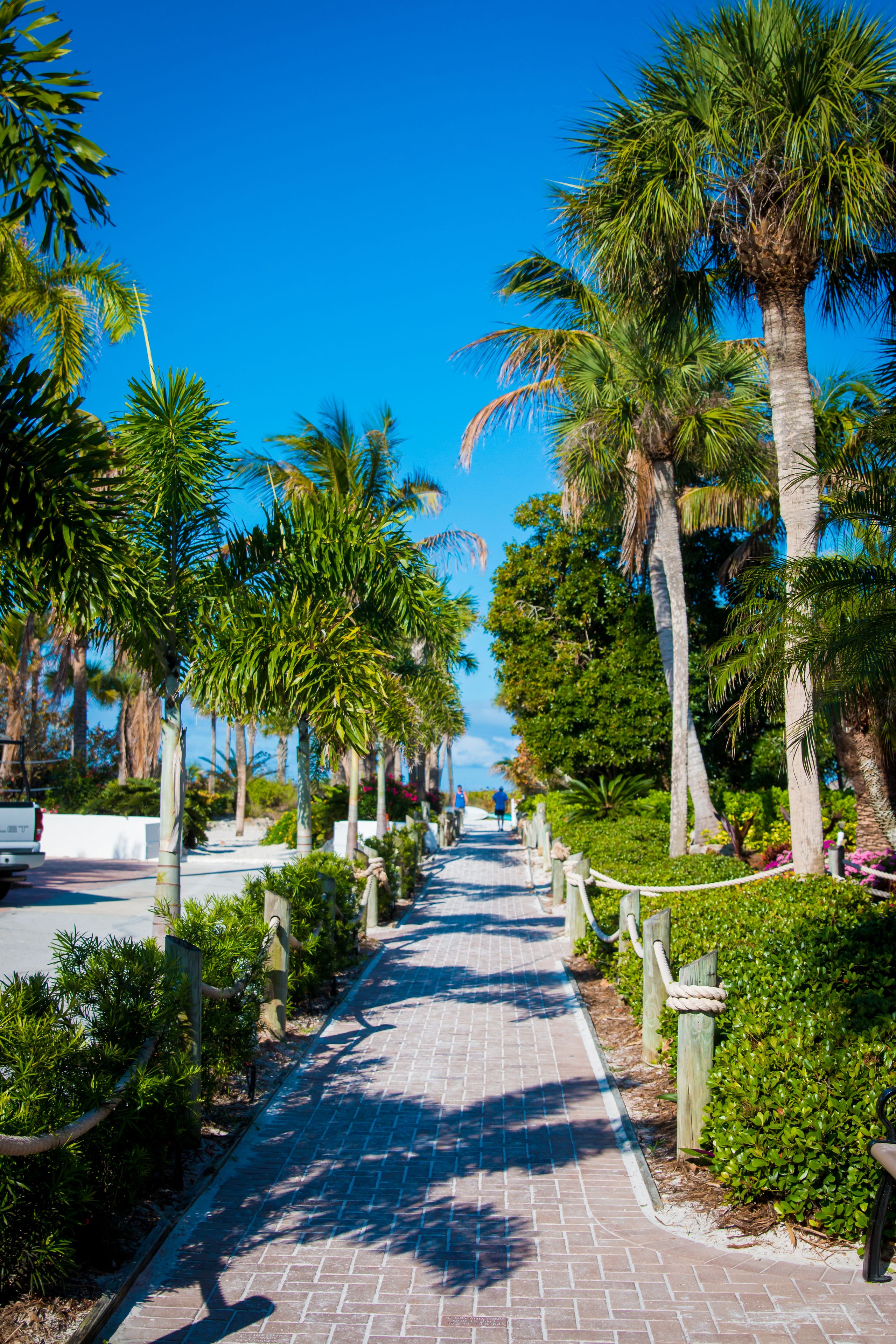A paved pathway lined with palm trees and greenery, leading towards a distant view.