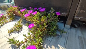 A rooftop garden with potted plants and flowers. - Hotel Memory (Rimini)