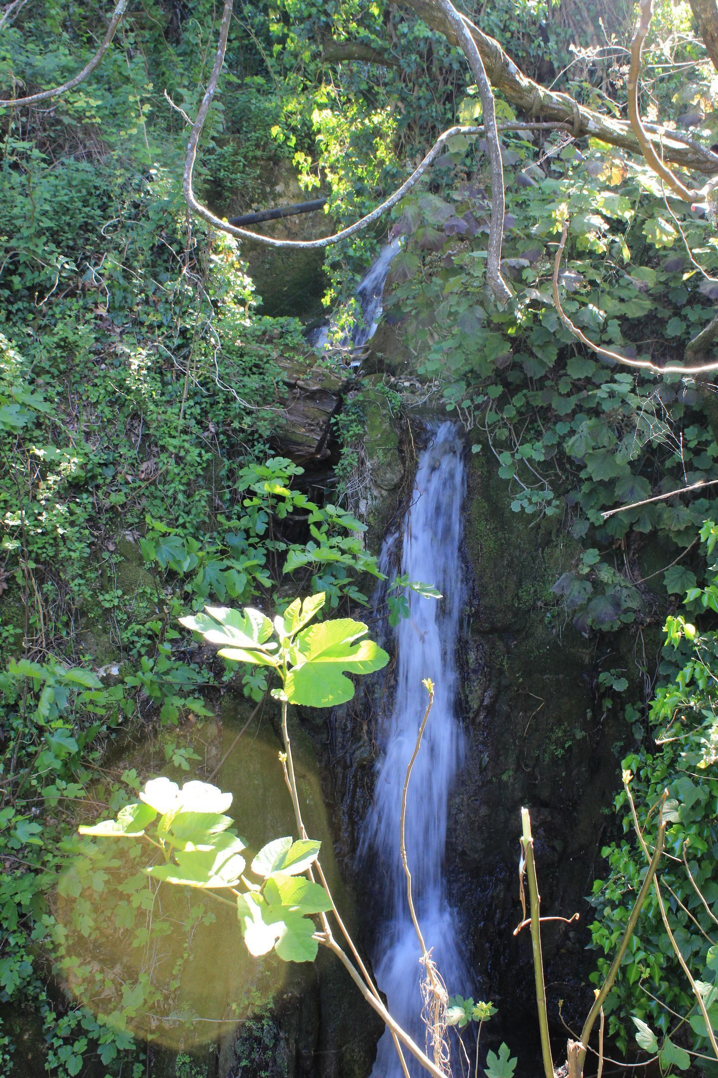 Ein Wasserfall in bewaldeter Landschaft mit üppiger Vegetation und einem Felsvorsprung.