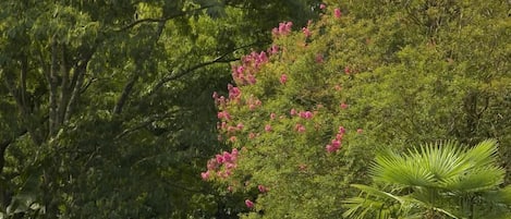 Un área junto a la piscina con sillas y mesas de madera, rodeada de exuberante vegetación y árboles florecientes.