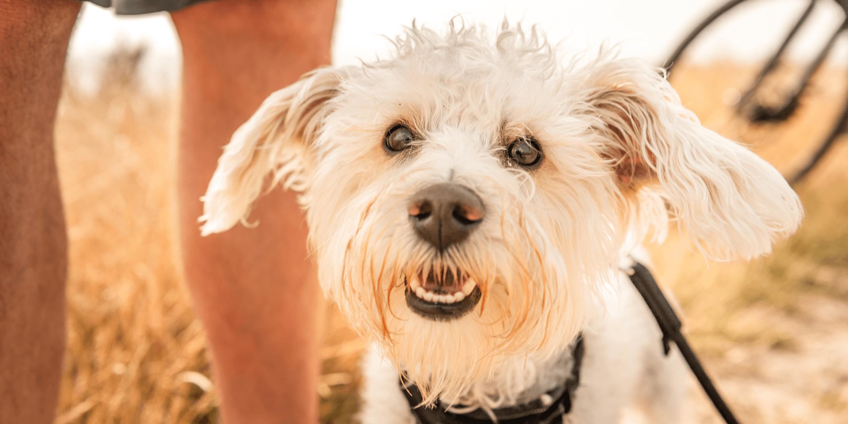 Een close-up van een witte hond met een zwarte halsband.