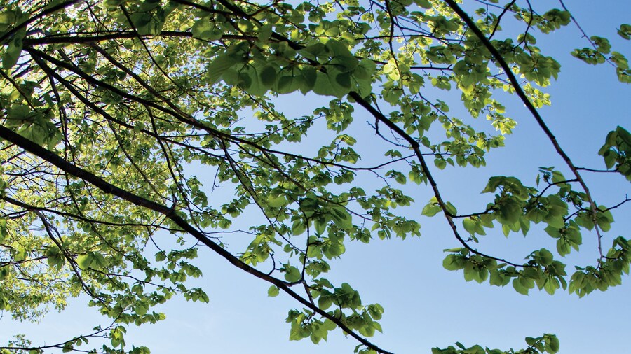 Chebeague Island Inn