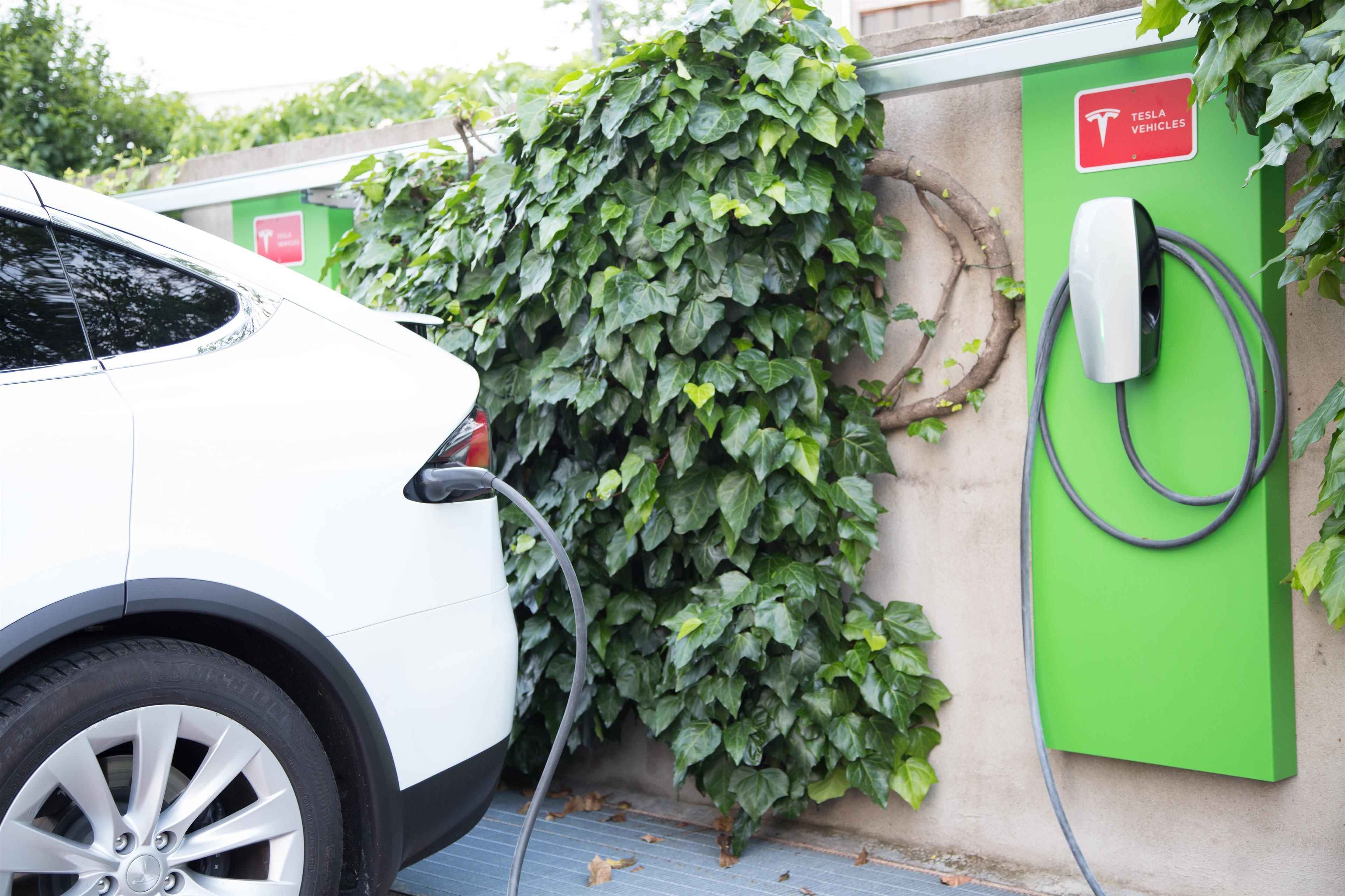 Un coche blanco aparcado junto a una estación de carga Tesla verde, con una pared cubierta de hiedra.