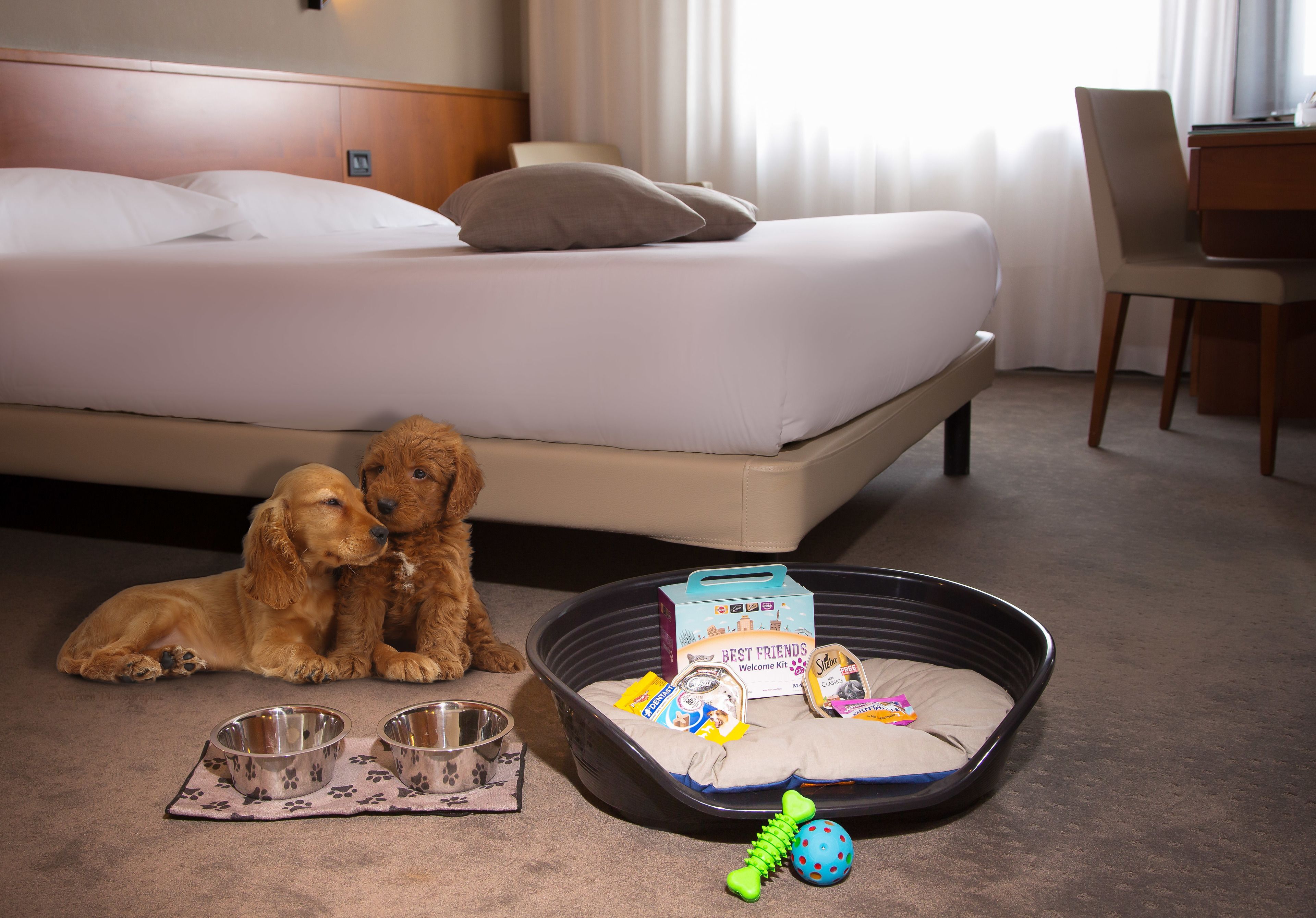 A hotel room with a bed, a desk, and a pet bed containing dog food and toys.