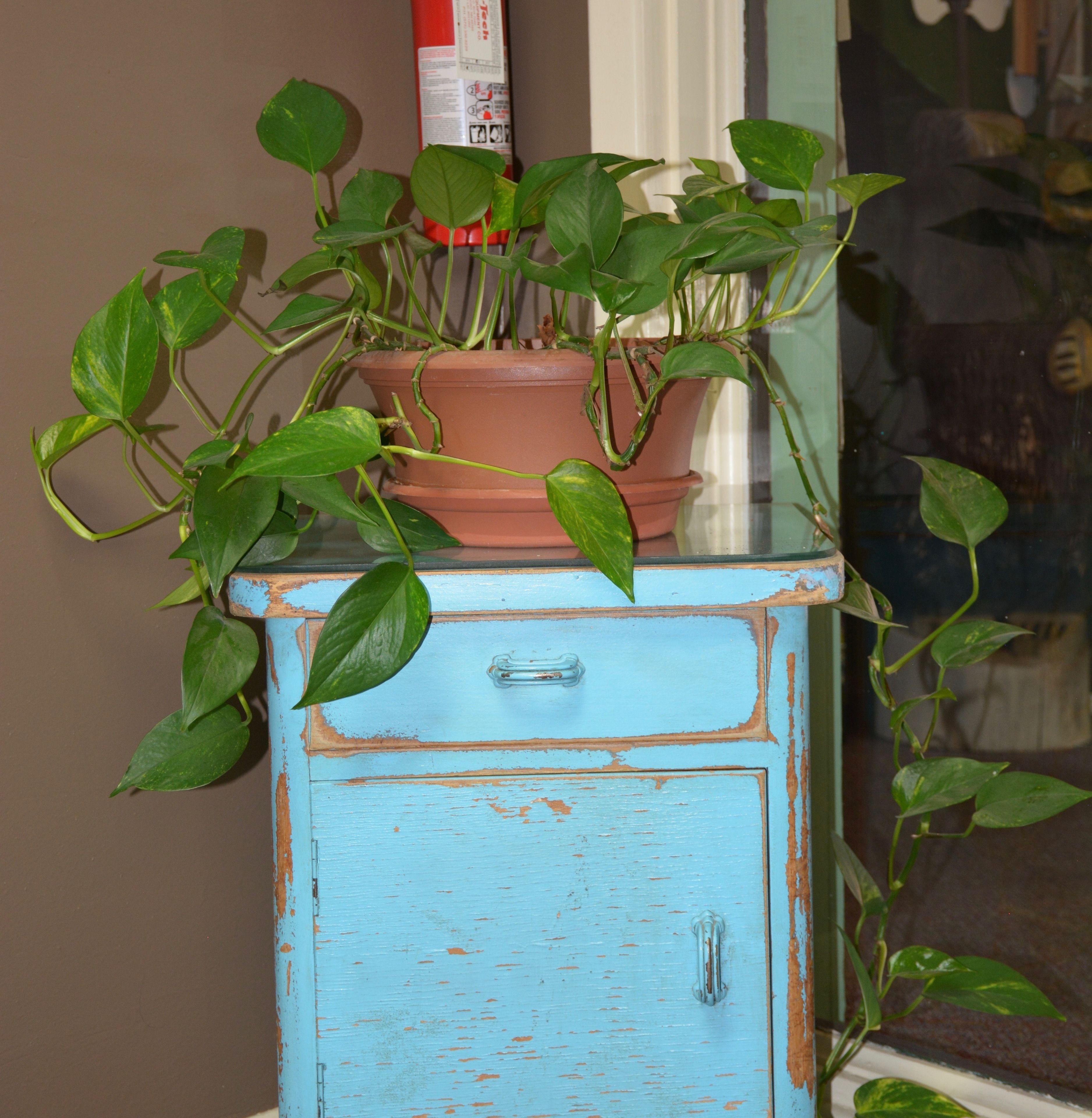 Un meuble bleu avec une plante en pot posée sur le dessus.