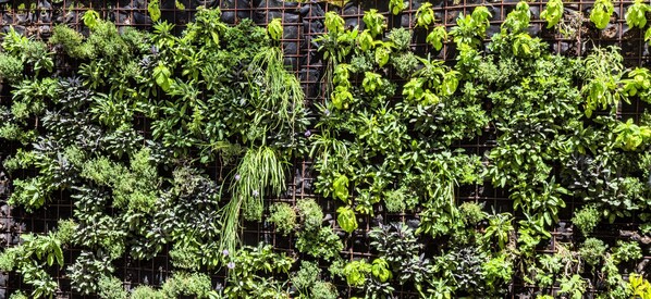 A vertical garden with various plants arranged in a grid pattern. - Pilgrim House (Provincetown)