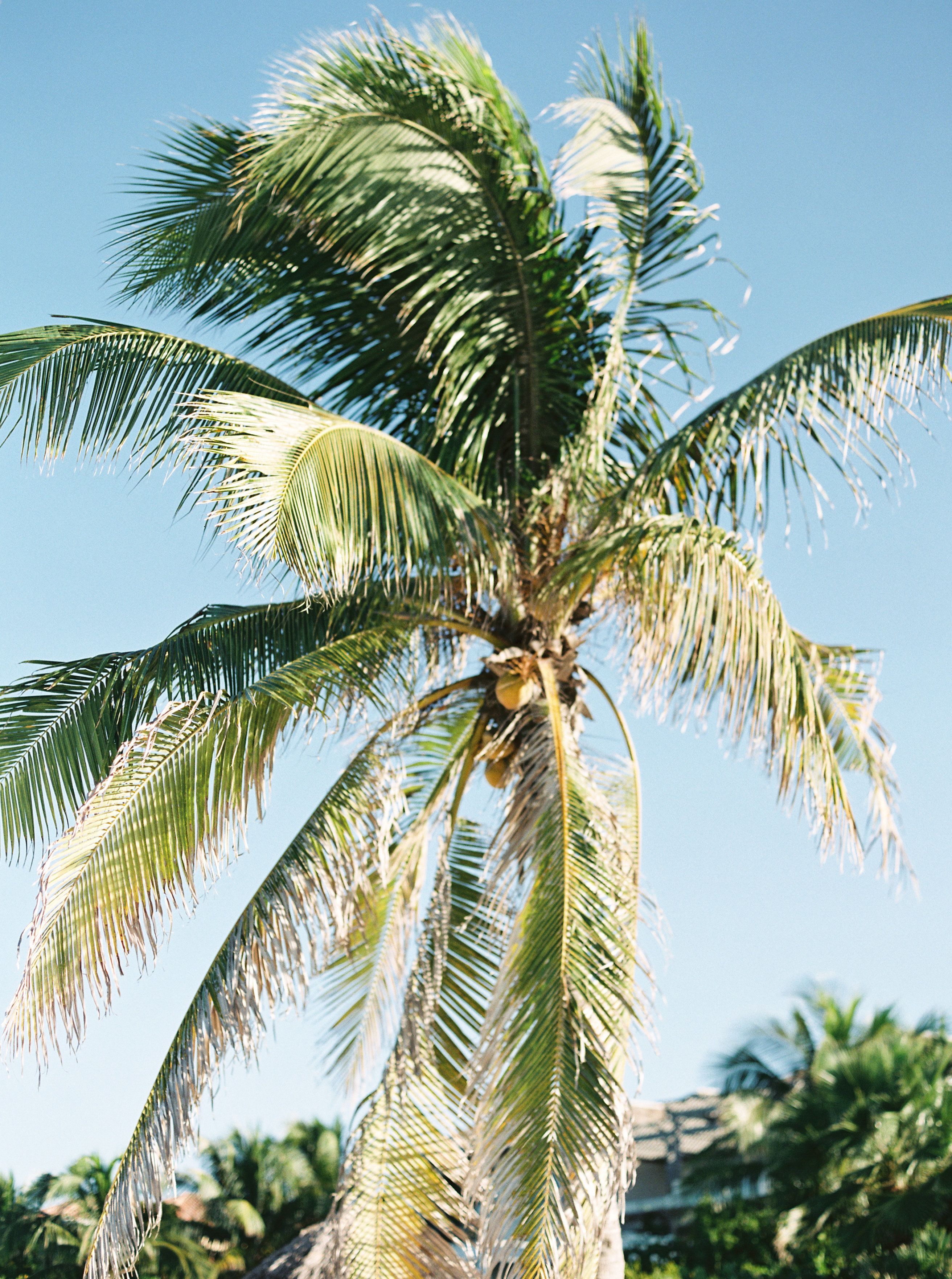 A tall palm tree with a cluster of coconuts at the top.