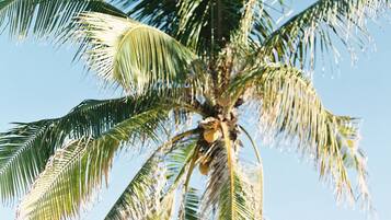 A tall palm tree with a cluster of coconuts at the top.