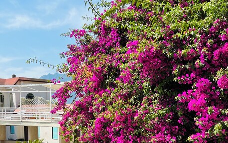 A poolside area with lounge chairs, a swimming pool, and a large flowering tree.