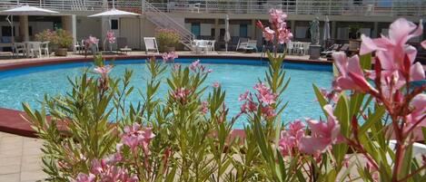 Una piscina con sillas de descanso y sombrillas, rodeada de flores rosadas.