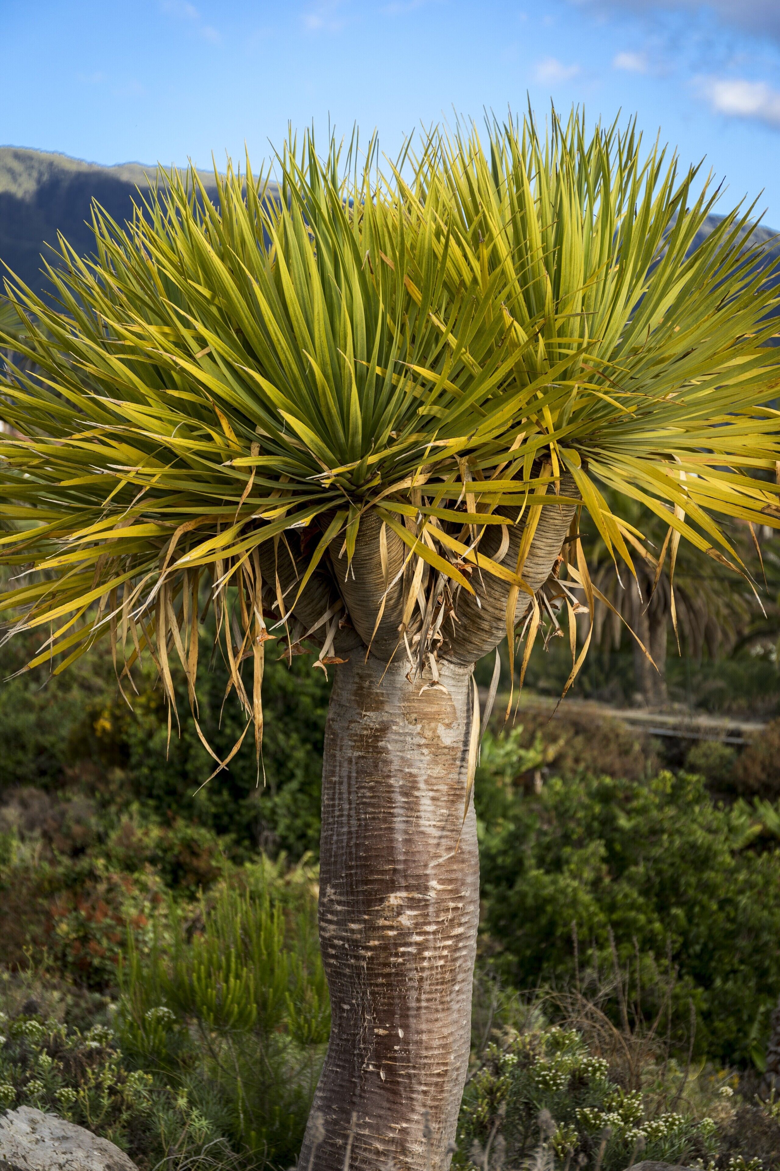 Photo - Parador de La Palma