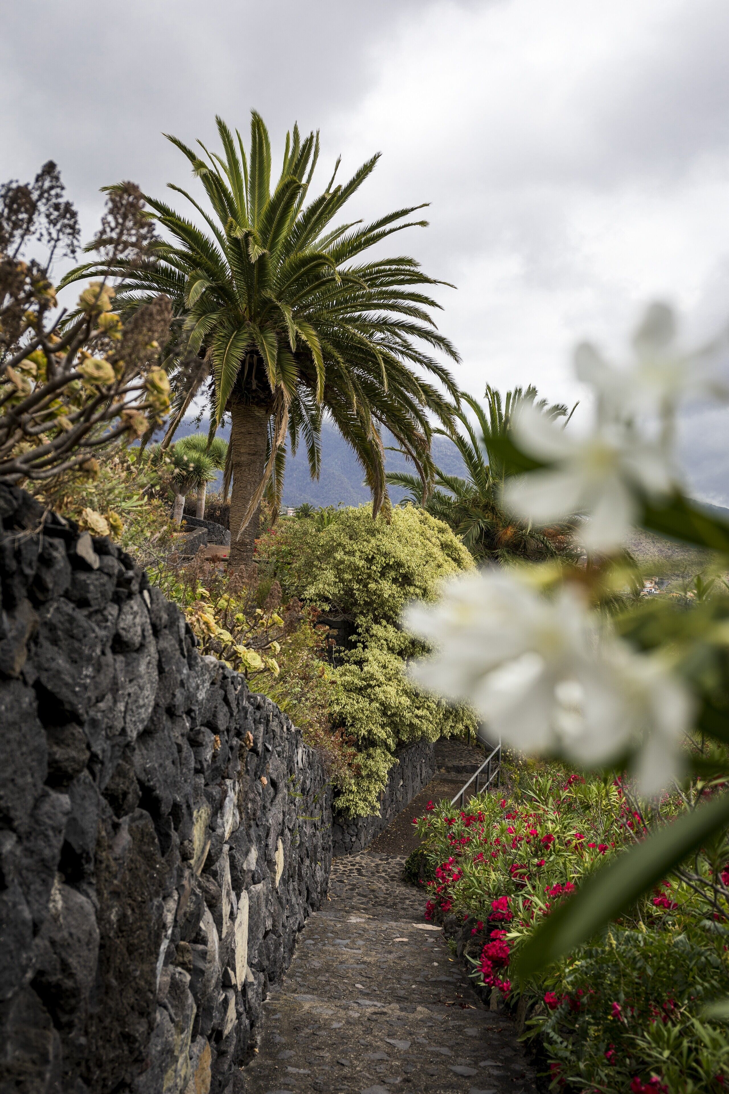 A stone pathway leading to a tropical garden with palm trees and flowering plants.
