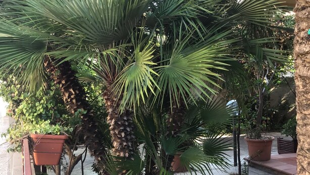 A paved walkway with palm trees and potted plants. - Hotel Mistral (Alghero)
