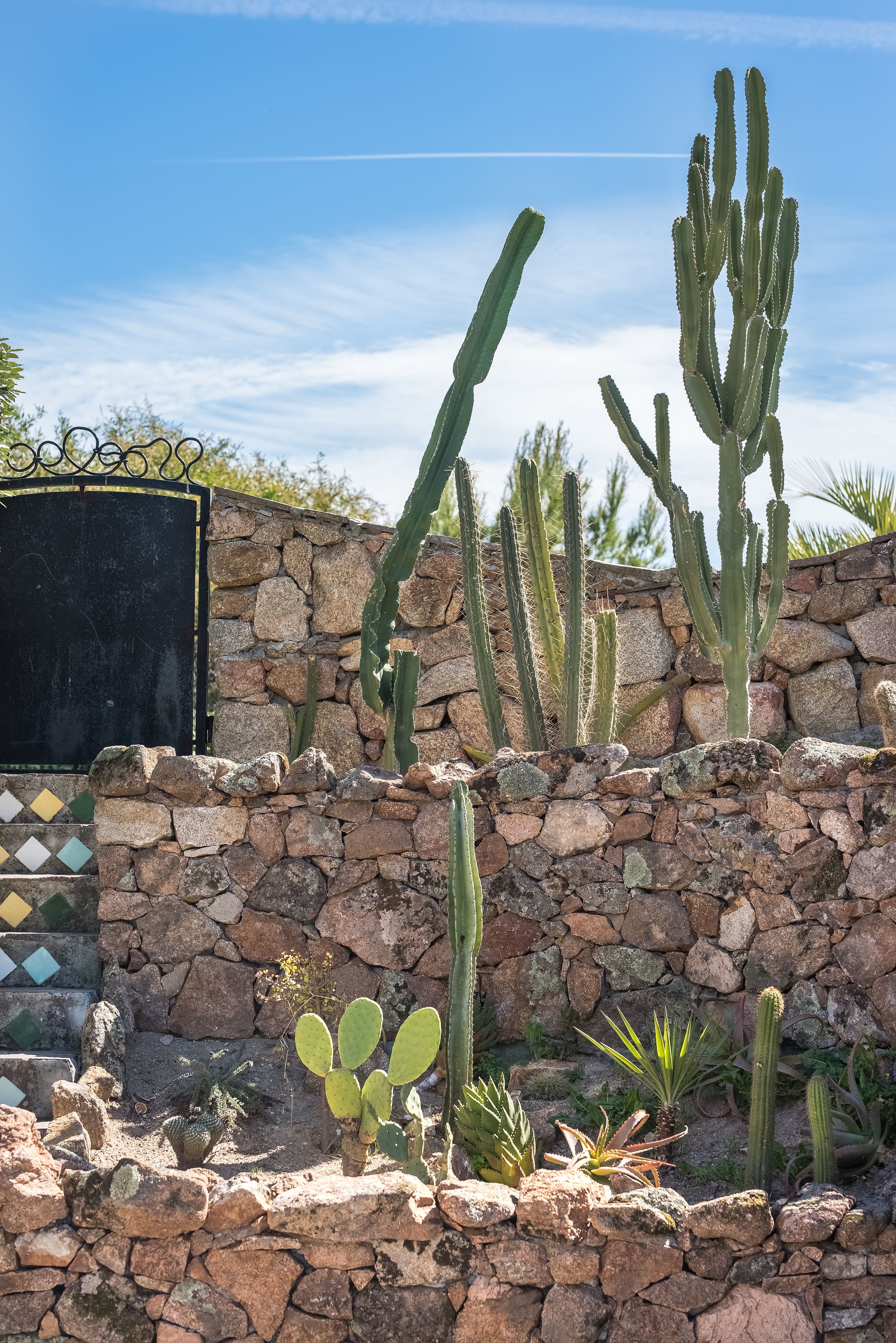 Un jardin de cactus comprenant différentes espèces de cactus et de plantes succulentes, un mur de pierre et un portail noir.