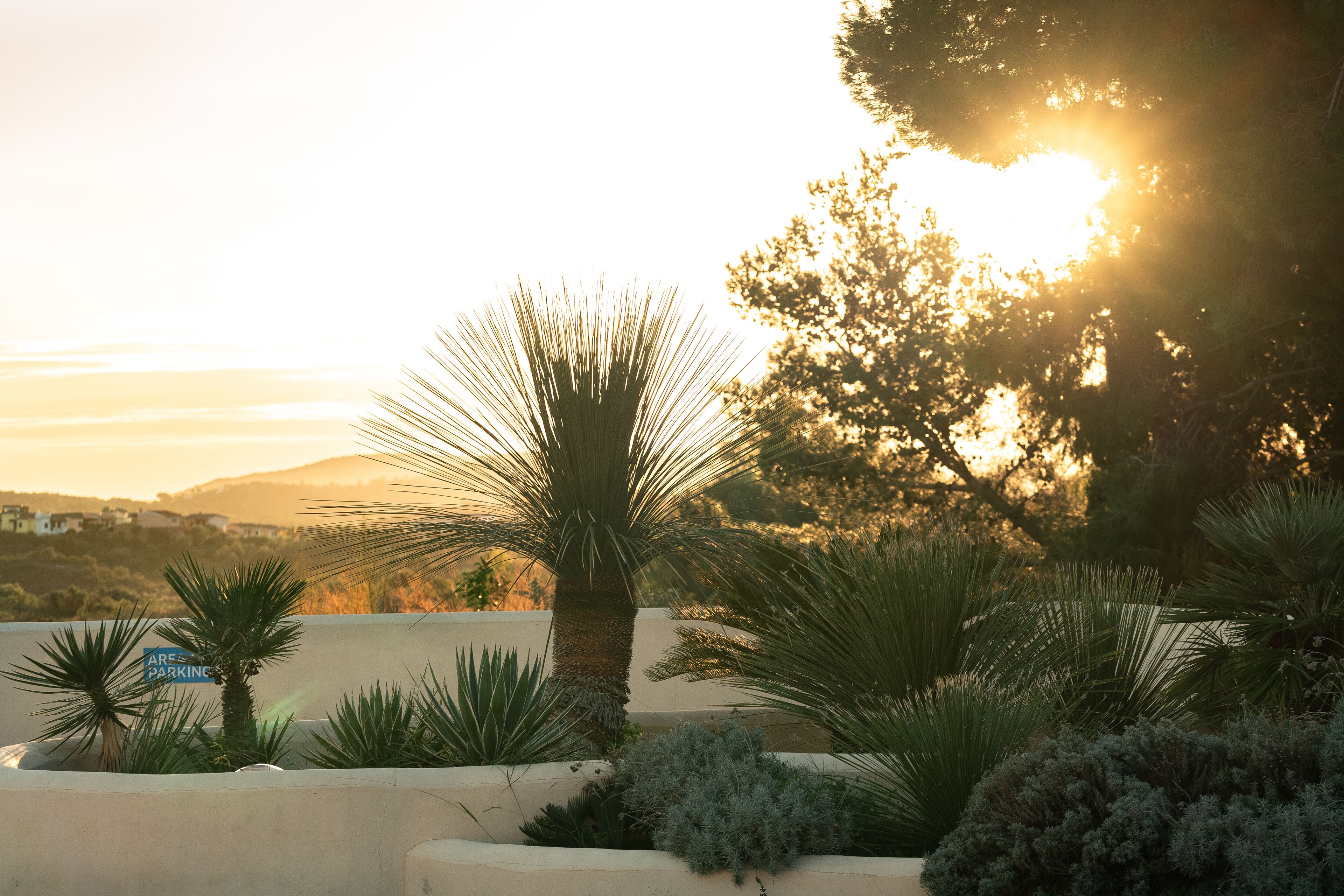 A landscaped garden with palm trees and shrubs, a sign indicating parking, and a view of distant hills during sunset.