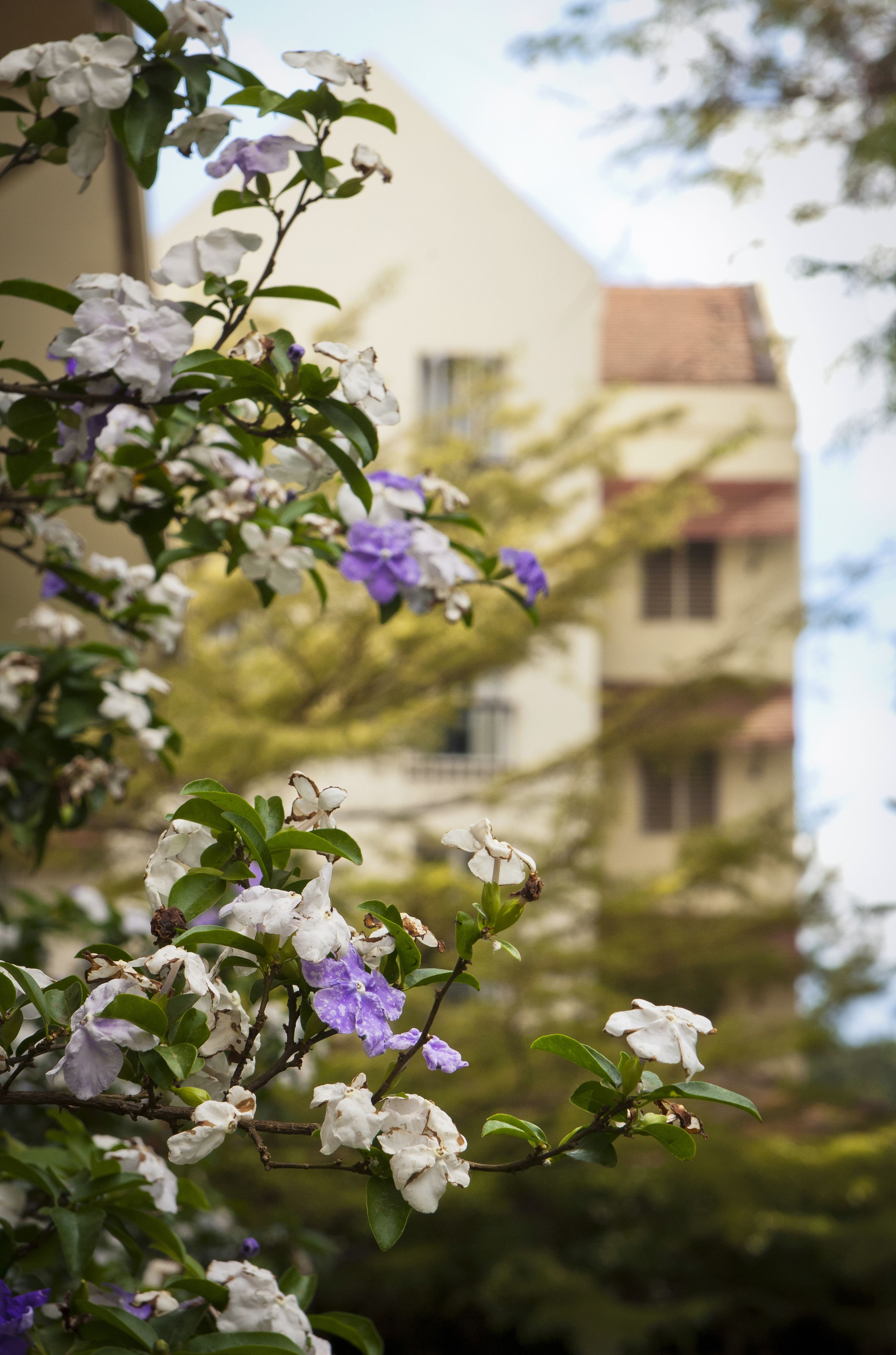 Un edificio con varias ventanas y balcones, rodeado de vegetación y flores.