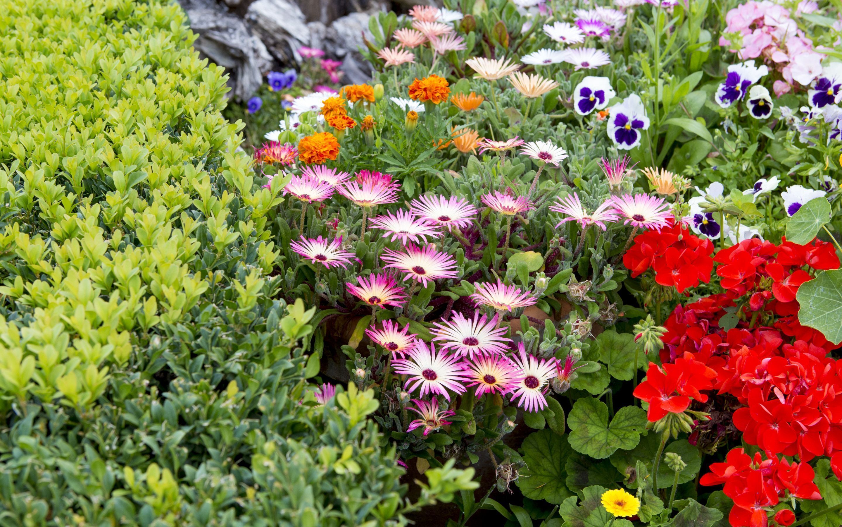 Un jardin agrémenté de diverses fleurs et d’un feuillage verdoyant.