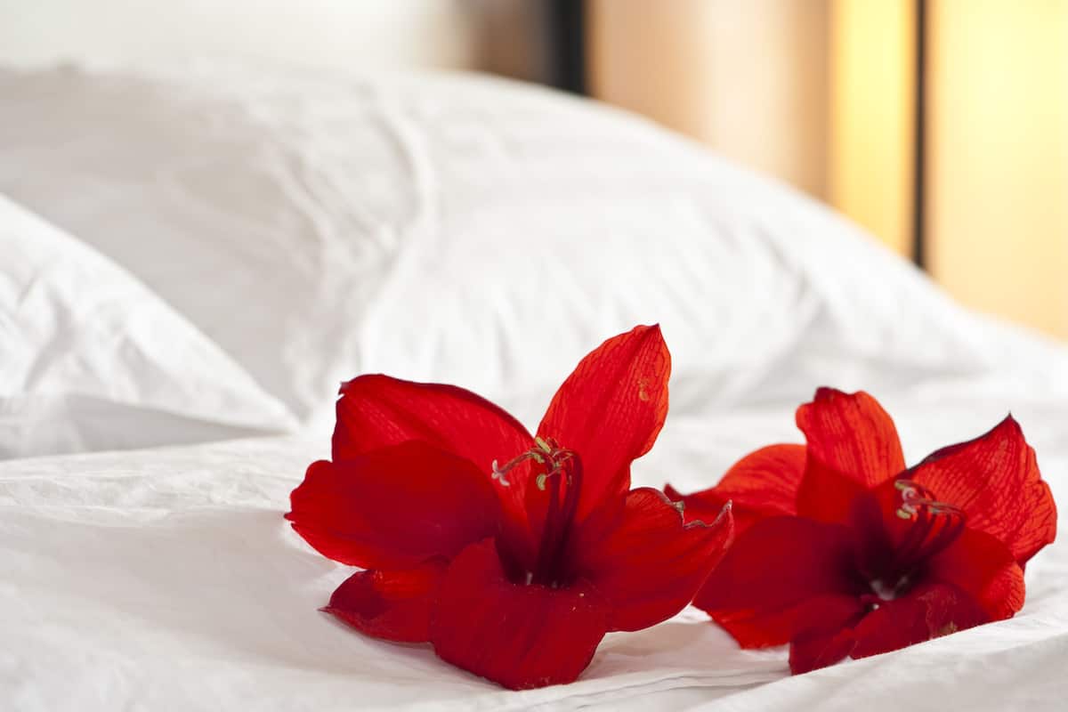 A bed with white linens and two red flowers on it.