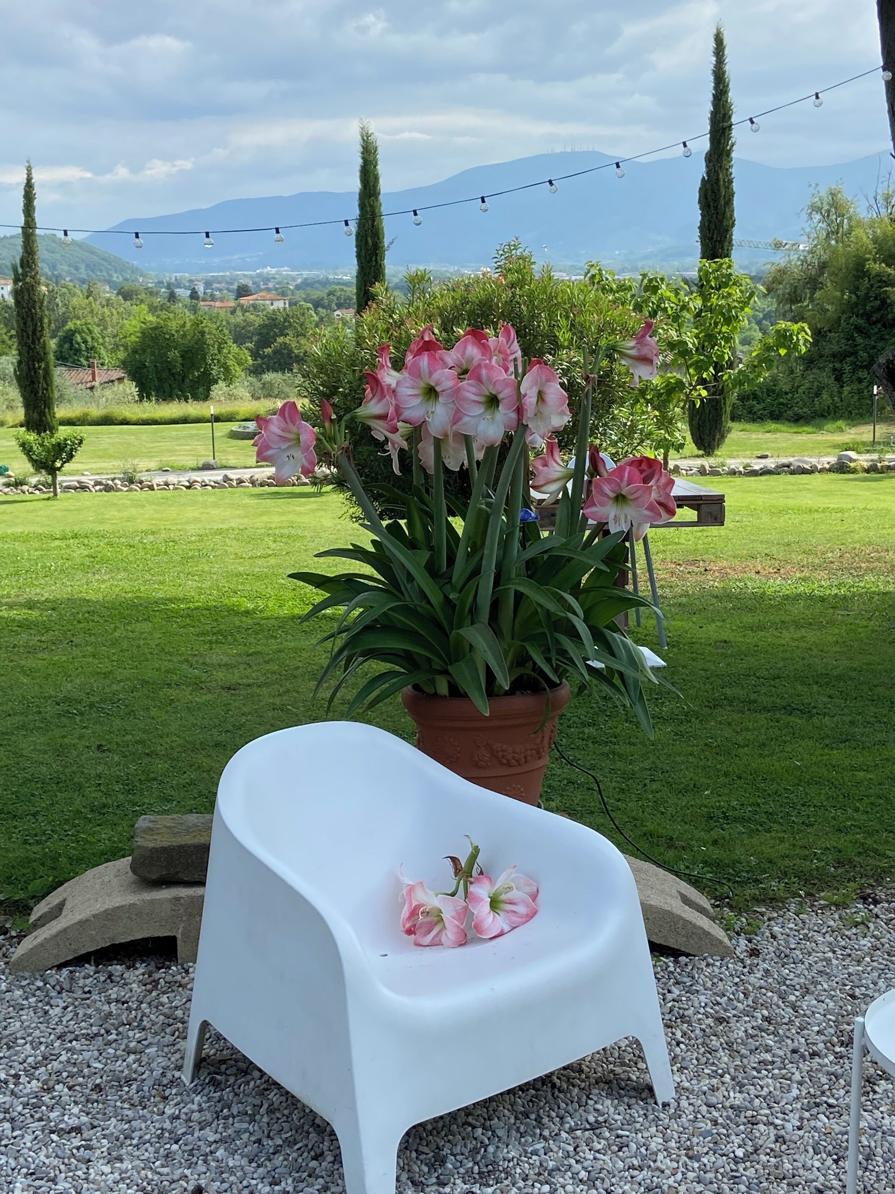 Un jardín con una silla blanca de plástico, una planta en maceta con flores rosas y un camino de grava.