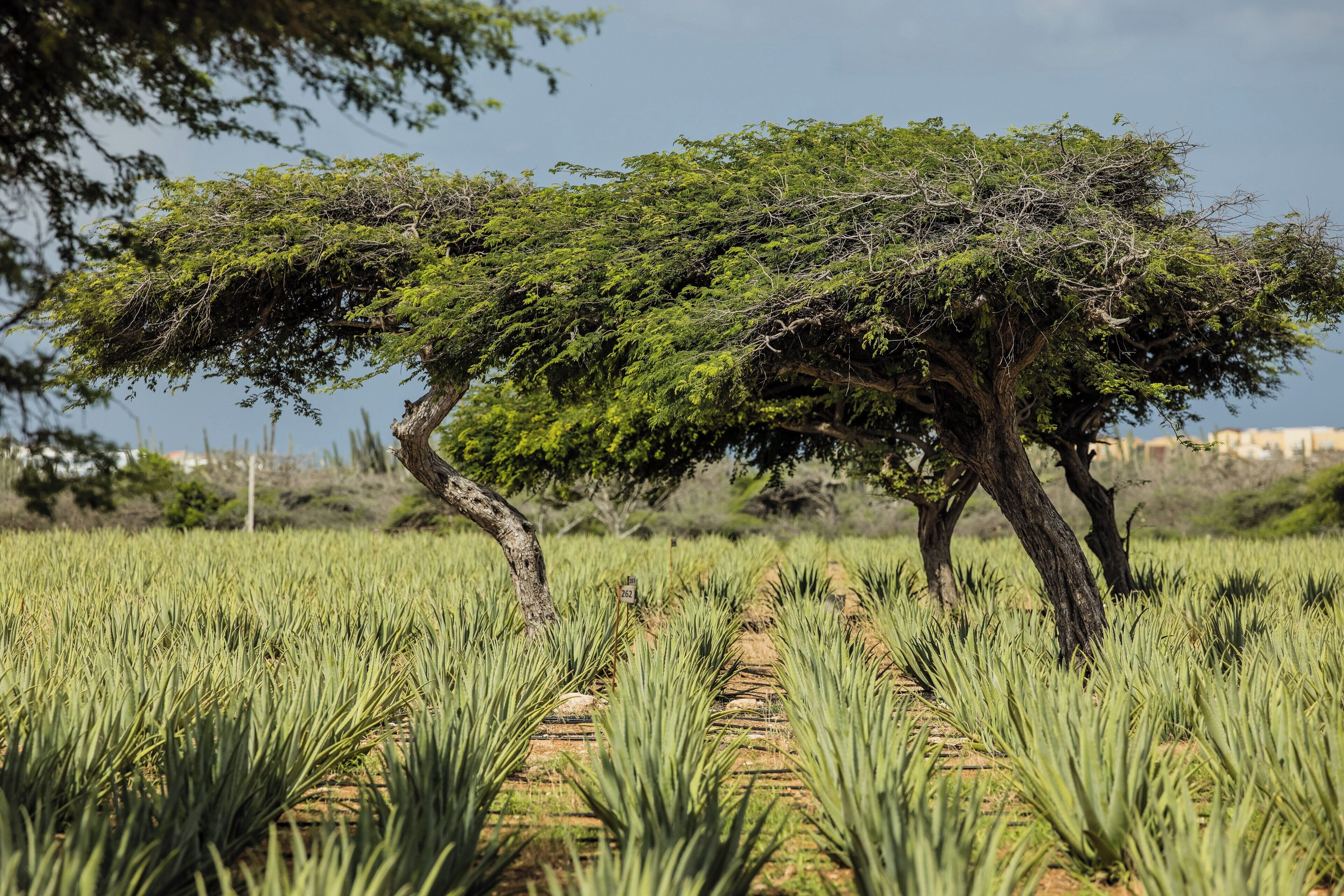 Foto - voco Surfside Aruba by IHG