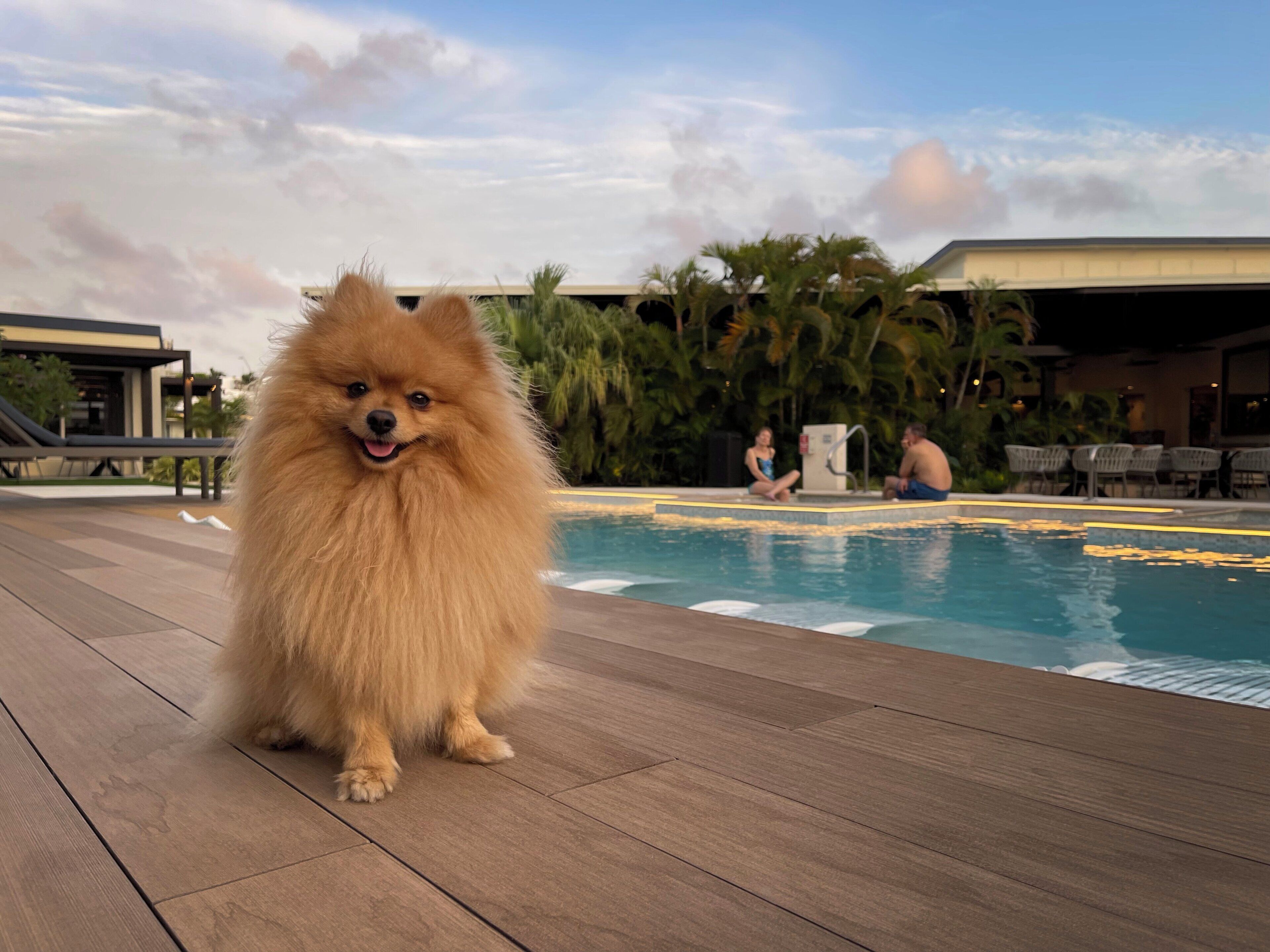 Outdoor pool, open 8:00 AM to 8:00 PM, pool umbrellas, pool loungers