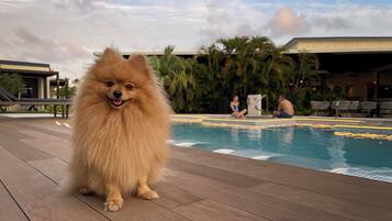 Outdoor pool, open 8:00 AM to 8:00 PM, pool umbrellas, pool loungers