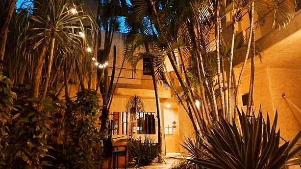 Un patio al aire libre con palmeras y un sendero de piedra que conduce a la entrada de un edificio.