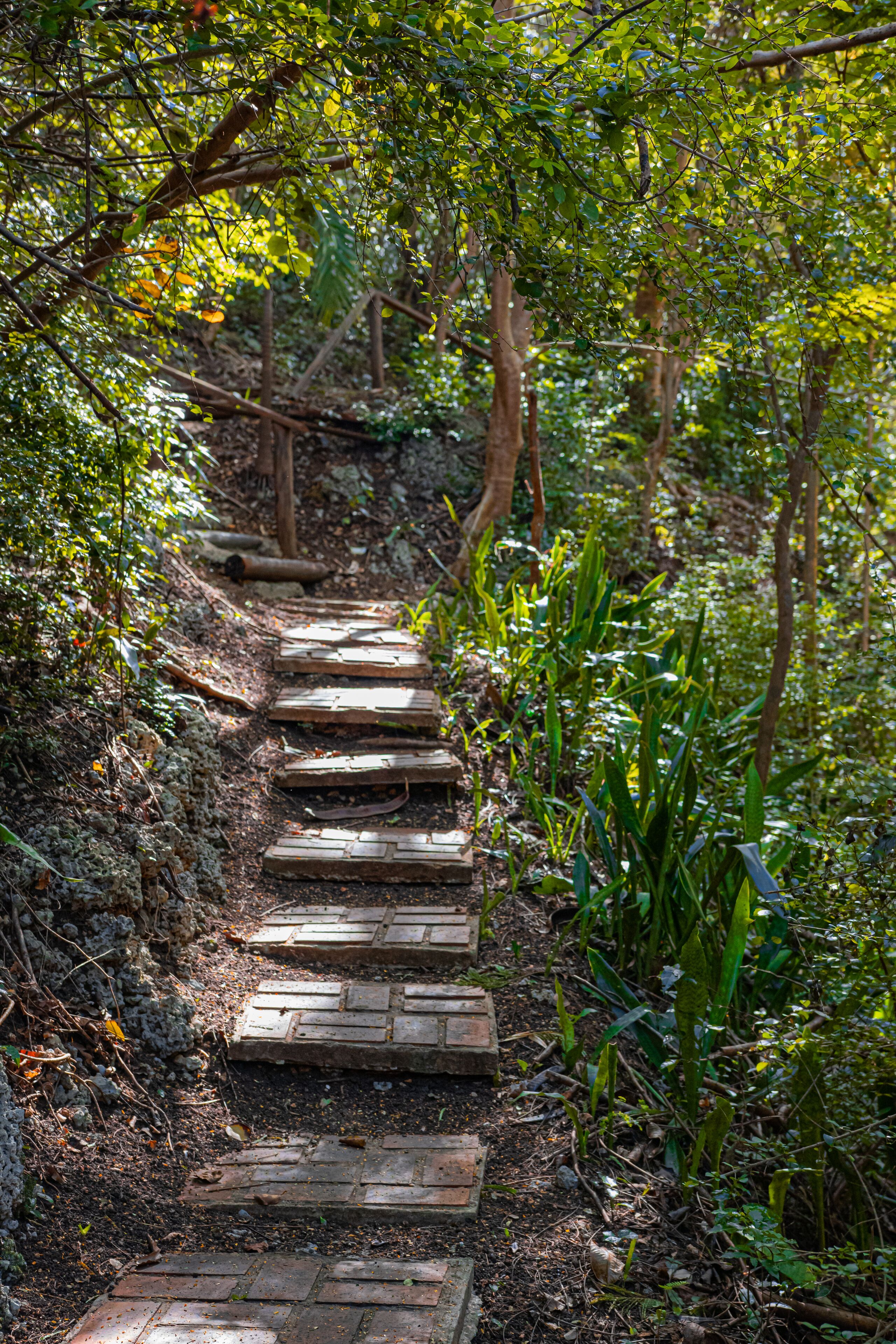 Un sendero de madera serpentea por un bosque con escalones que ascienden cuesta arriba.
