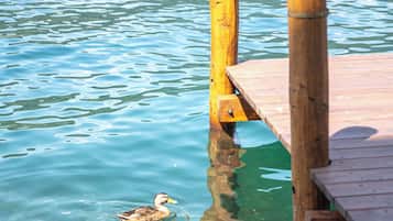 A wooden dock extending into clear water with ducks swimming nearby.