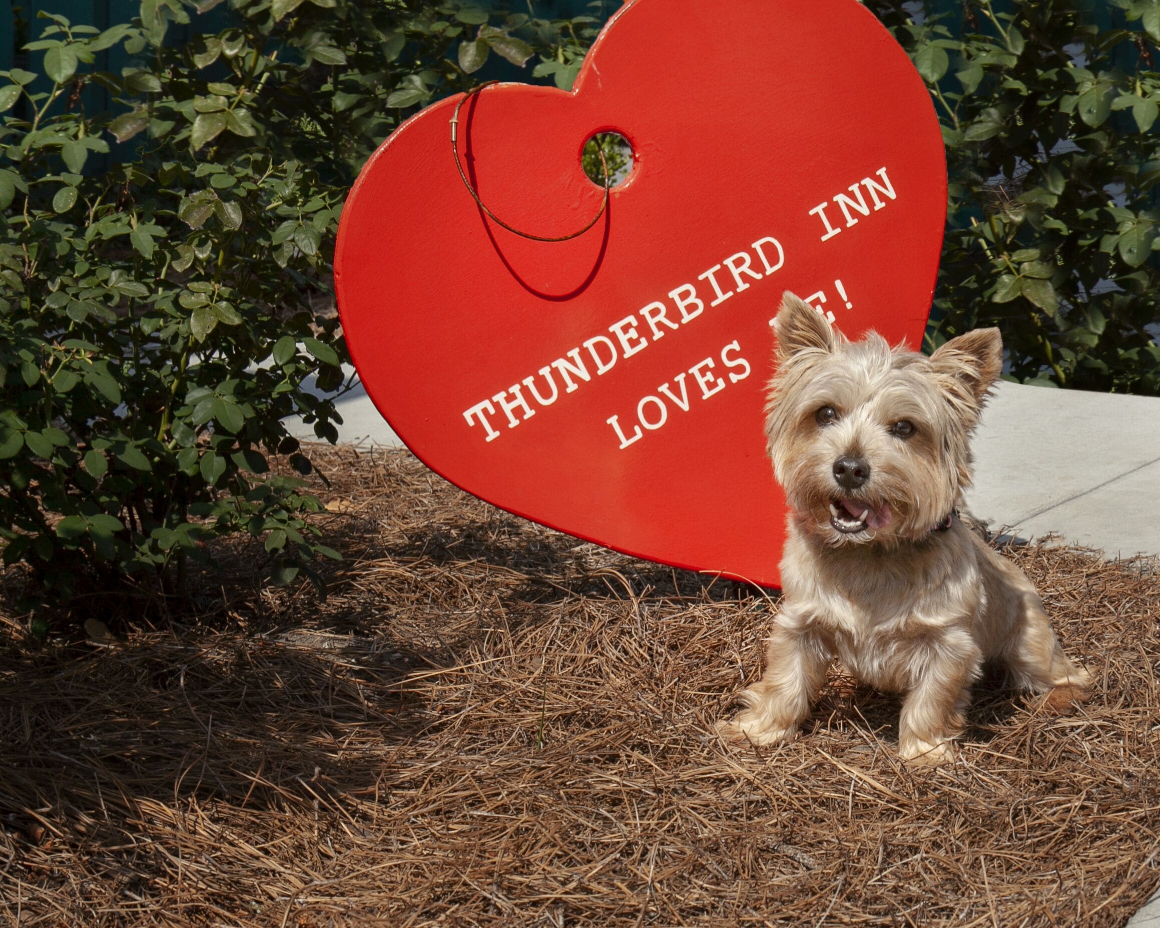 Foto - The Thunderbird Inn