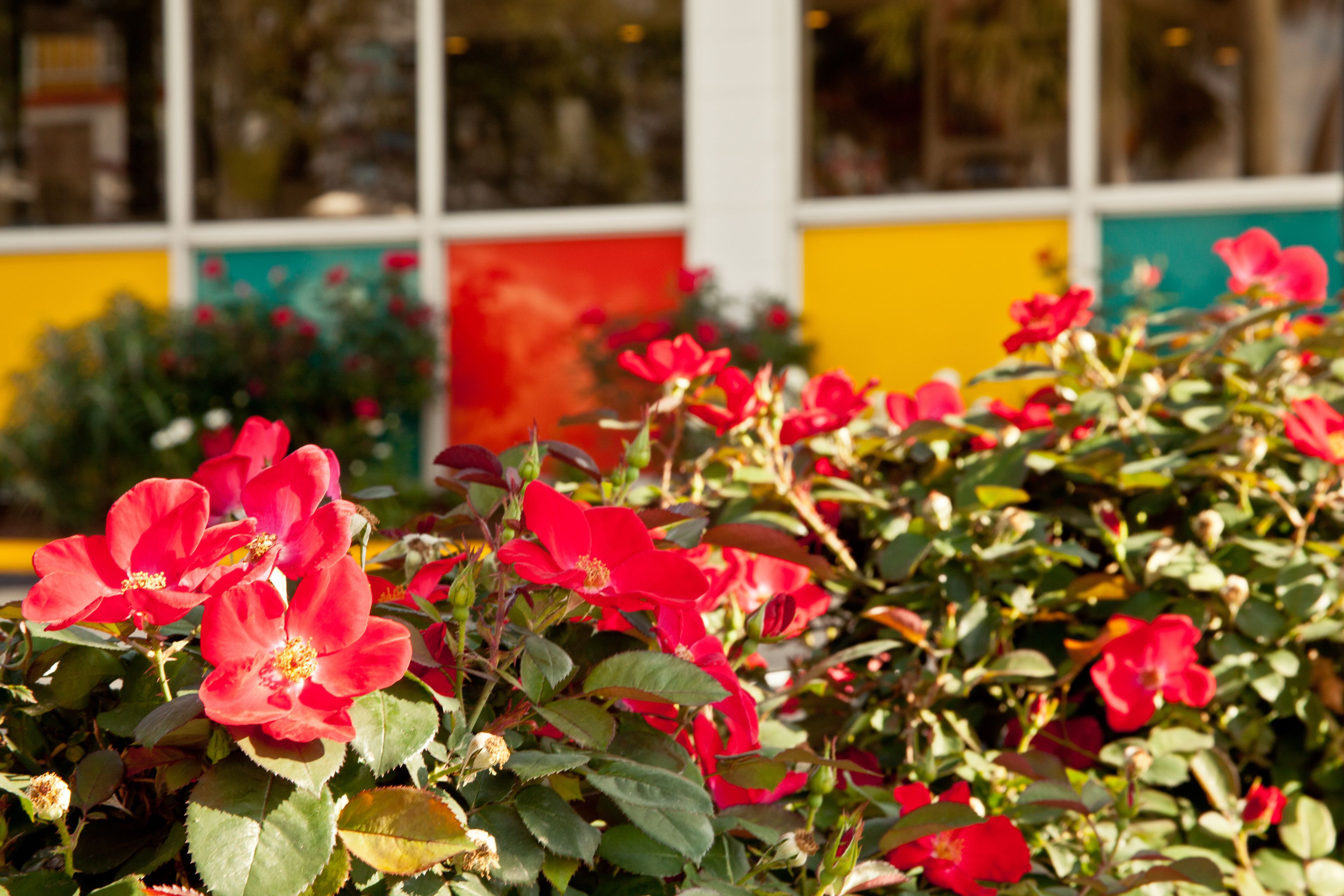 Un jardin avec des fleurs rouges devant un bâtiment aux murs aux couleurs vives.