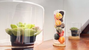 Two glass terrariums with succulents and decorative stones on a wooden surface.