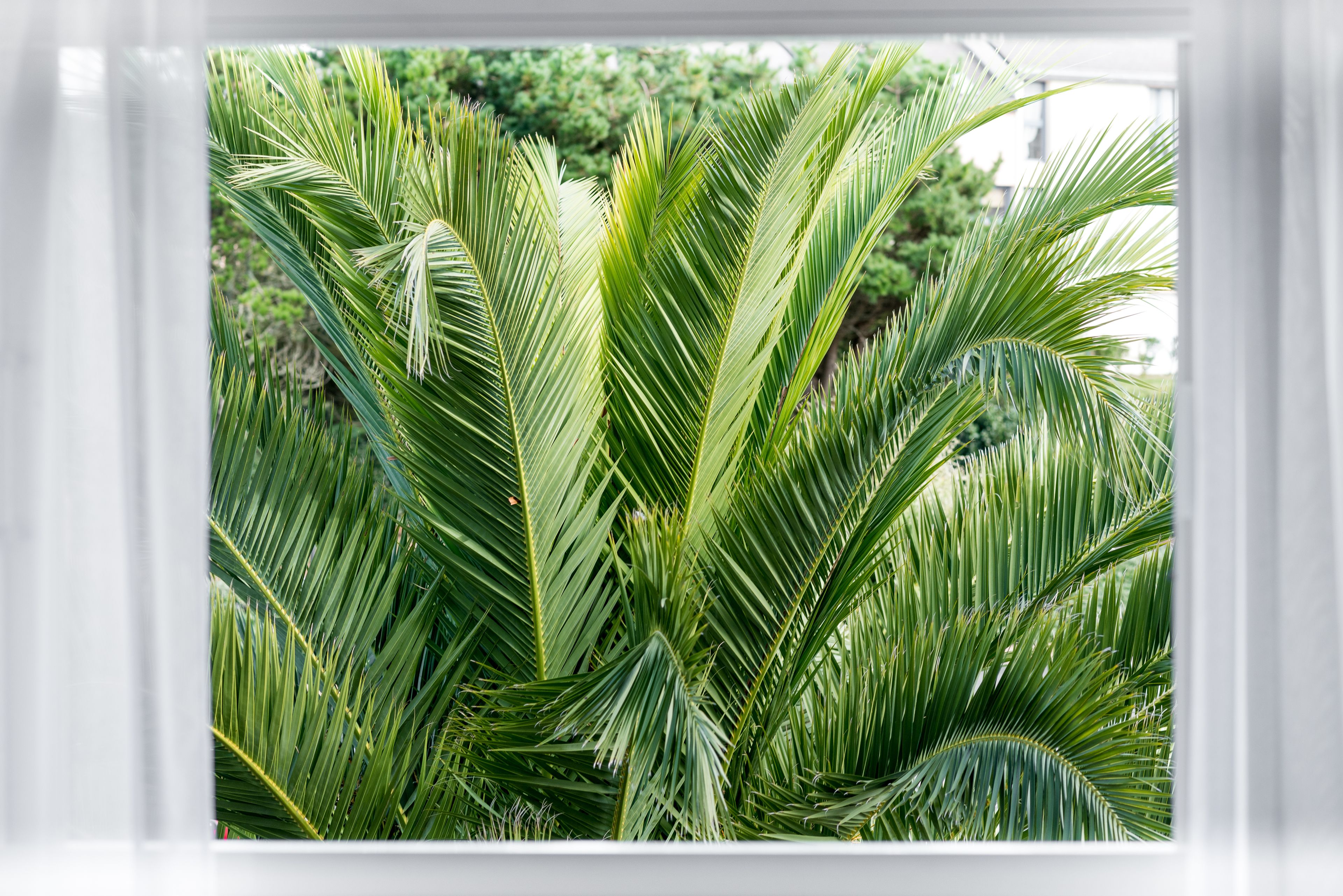 A close-up of a palm plant with long, green leaves.
