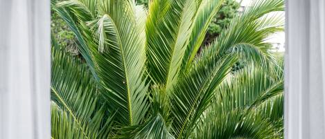 A close-up of a palm plant with long, green leaves.
