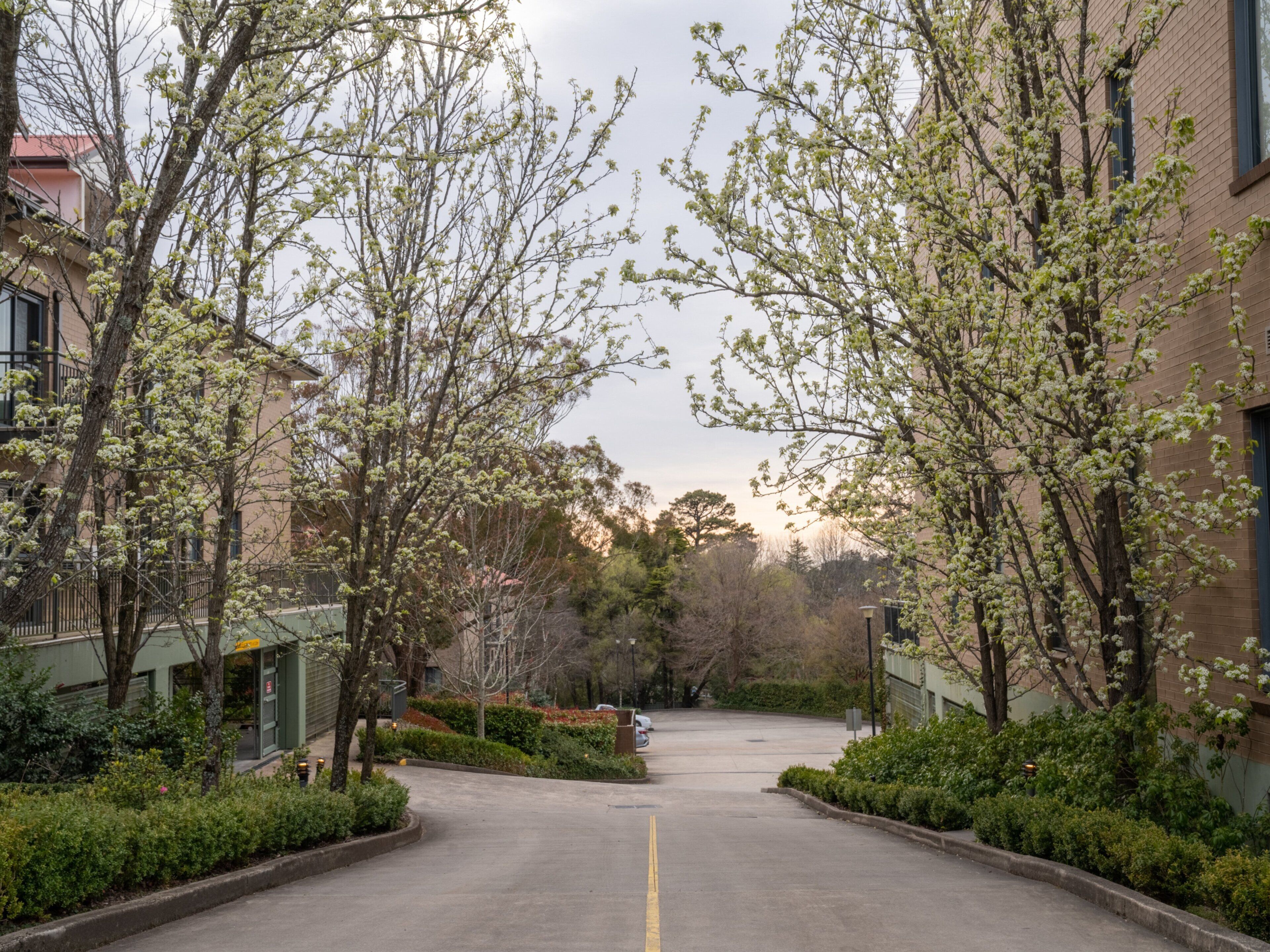 Une rue résidentielle bordée d’arbres et d’immeubles.