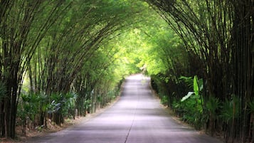 Un sentier bordé de hauts bambous, qui mène à une forêt verdoyante et luxuriante.