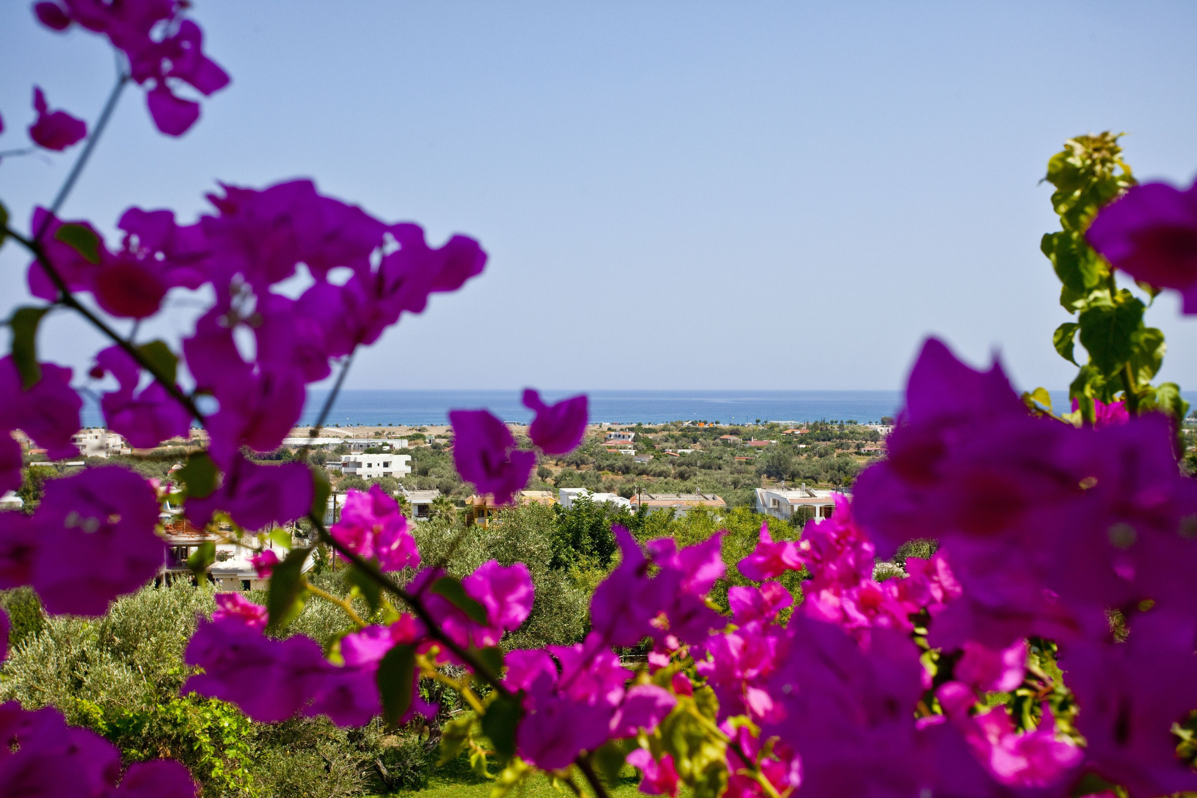 A view of a coastal landscape with purple flowers in the foreground and a clear blue sky.