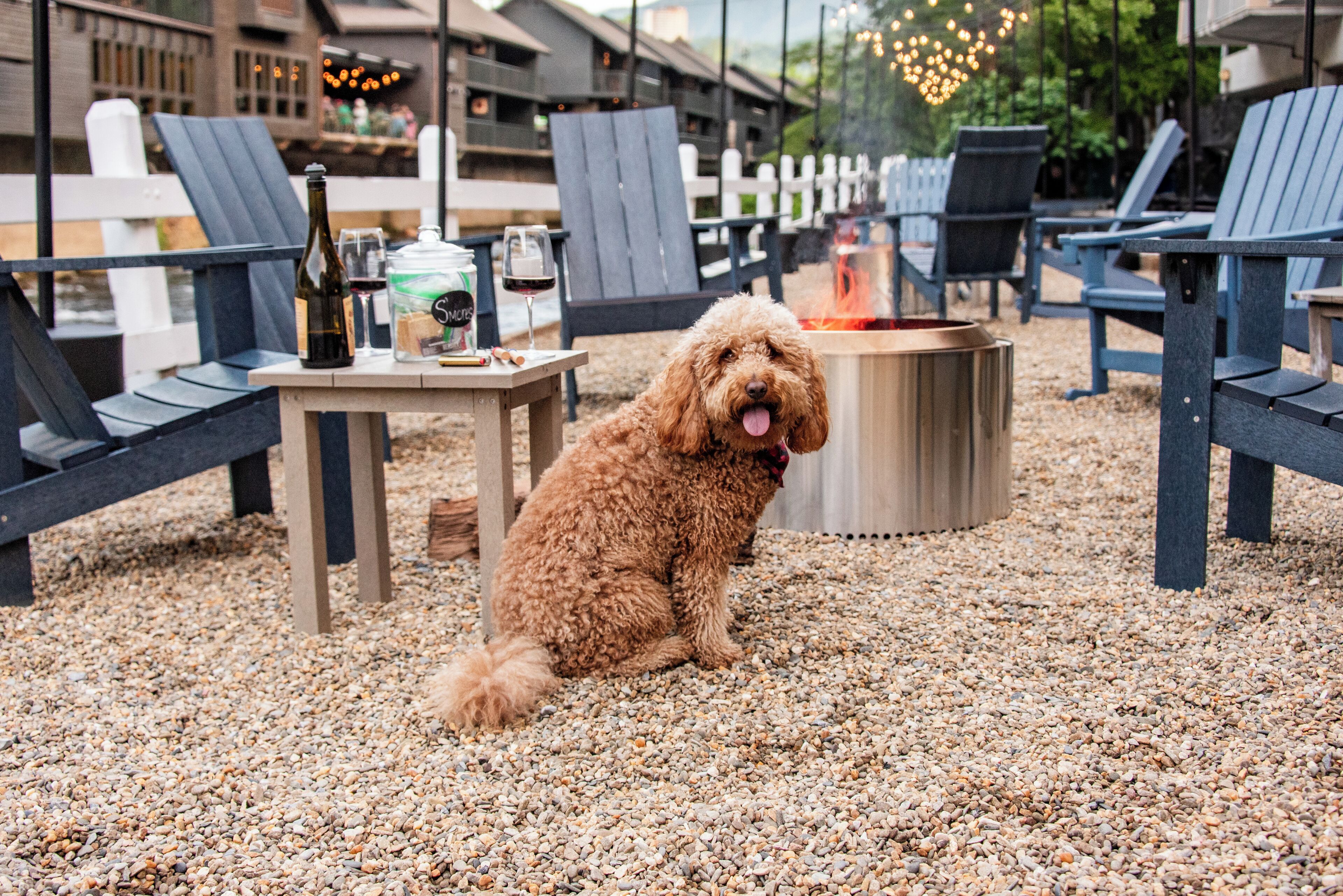 A dog sitting on gravel with outdoor furniture and a fire pit in the background.