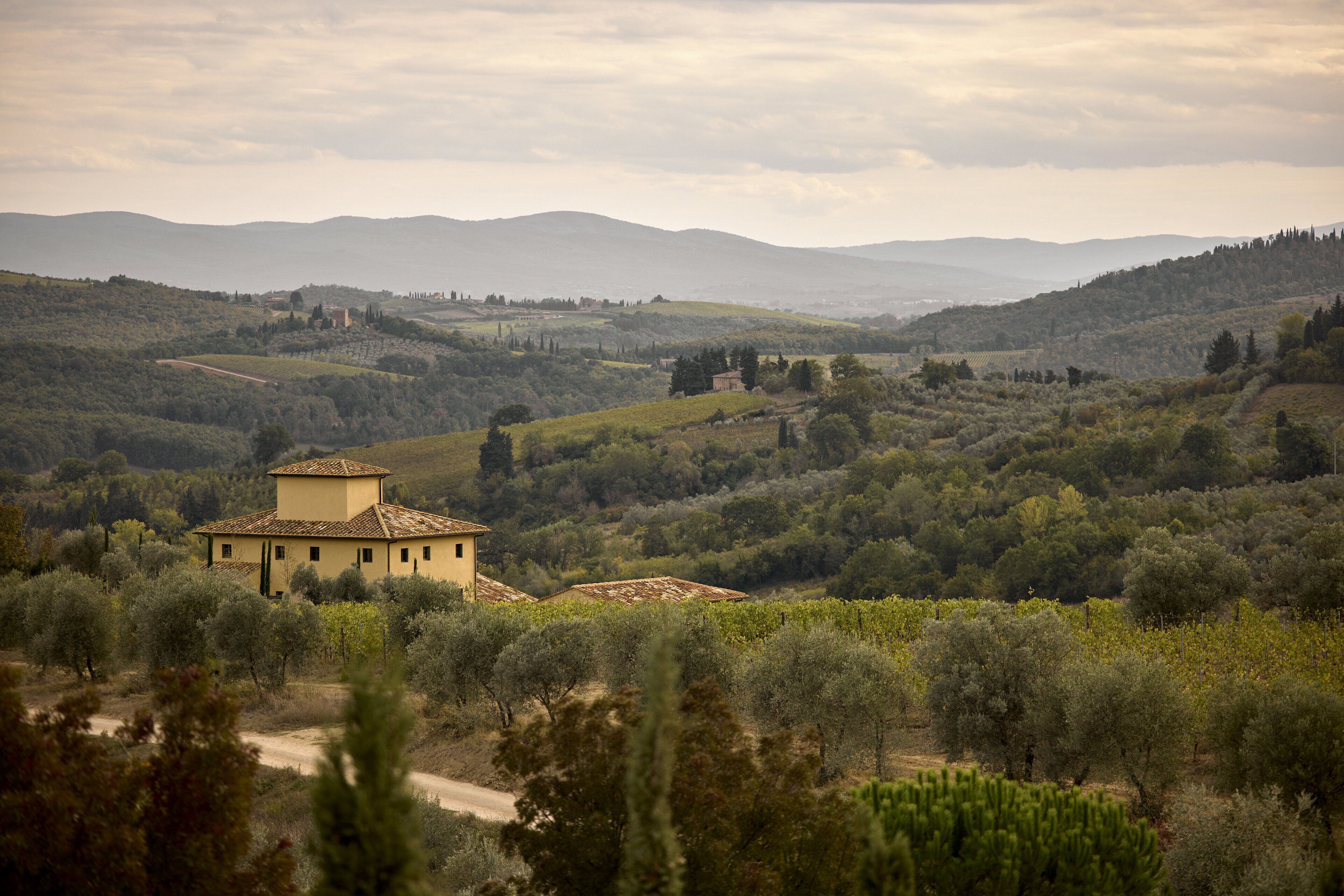 A rural landscape with a small building surrounded by olive groves and rolling hills.